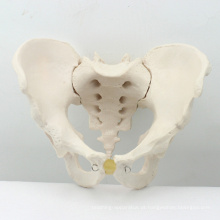 PELVIS02 (12339) Médico Anatômico Adulto Masculino Pelve Modelos, Modelos Anatomia&gt; Masculino / Feminino Modelos